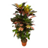 Codiaeum Iceton als verzweigter Croton Iceton setzt mit seinem buschigen Wuchs und den lebendigen Farben tropische Highlights.