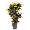 Codiaeum Mammi als Croton Mammi verzweigt bringt mit seinen intensiven Farbtönen tropische Lebendigkeit in jedes Zuhause – eine beeindruckende XL Pflanze.