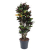 Codiaeum MRC Iceton fasziniert mit bunten, glänzenden Blättern und einem dichten Wuchs – eine stilvolle XL Pflanze mit exotischem Flair.