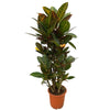Wunderstrauch (Codiaeum Petra) – 100 cm hohe Zimmerpflanze mit leuchtend bunten Blättern.
