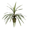 Keulenlilie (Cordyline Peko) – 90 cm hohe Zimmerpflanze mit auffälligen, schmalen Blättern.