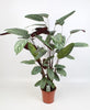 Korbmarante (Ctenanthe Oppenheimiana) – 100 cm hohe Pflanze mit attraktiven, gemusterten Blättern.