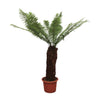 Baumfarn Dicksonia Antarctica 230 cm XXL – Exotischer Baumfarn für Zuhause. Eine stilvolle, grüne Ergänzung für lichtdurchflutete Räume.
