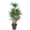 Dracaena Anita als verzweigter Drachenbaum wächst elegant mit schlanken, geschwungenen Blättern – eine exotische XL Pflanze mit stilvollem Charme.