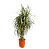 Dracaena Anita Variegata 190 cm XXL – Dekorative Grünpflanze mit eleganter Blattzeichnung. Verleiht Räumen tropische Leichtigkeit.
