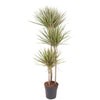 Dracaena Bicolor, der Drachenbaum Bicolor, überzeugt mit zweifarbigem Laub in sattem Grün und Cremeweiß – eine auffällige XL Pflanze für moderne Wohnräume.