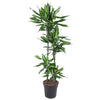 Dracaena Cintho mit ihrem dichten, schmalen Blattwerk bringt tropisches Flair in dein Zuhause – eine pflegeleichte XL Pflanze für stilvolle Räume.