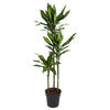Dracaena Cintho als imposanter Drachenbaum begeistert mit kräftigem, aufrechtem Wuchs und glänzend grünen Blättern – eine tropische XL Pflanze.