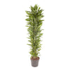 Dracaena Cintho 210 cm XXL – Exotische Pflanze mit elegantem Wuchs und schlanken Blättern. Perfekt für ein tropisches Ambiente.