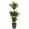 Dracaena Cintho als Drachenbaum Carrousel beeindruckt mit dichtem, elegantem Laub – eine stilvolle XL Pflanze für modernes Wohnen.