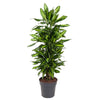 Dracaena Cintho als verzweigter Drachenbaum ist eine pflegeleichte XL Pflanze mit elegant geschwungenen Blättern für ein stilvolles Ambiente.