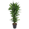 Dracaena Cintho als verzweigter Drachenbaum überzeugt mit kräftigem, aufrechtem Wuchs und sattgrünen Blättern – eine eindrucksvolle XL Pflanze.