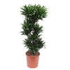 Dracaena Compacta mit ihrer intensiven Blattfarbe und kompakten Form ist eine trendige XL Pflanze für zeitlose Eleganz im Wohnbereich.
