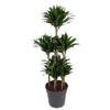 Dracaena Compacta als Drachenbaum Carrousel ist eine stilvolle XL Zimmerpflanze mit schmalem, eleganten Wuchs für moderne Raumgestaltung.