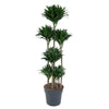Dracaena Compacta als Drachenbaum Carrousel begeistert mit ihrem buschigen Wuchs und kräftigem Grün – eine exklusive XL Pflanze.