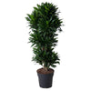 Dracaena Compacta als verzweigter Drachenbaum überzeugt mit ihrer kompakten Form und glänzend grünen Blättern – eine edle XL Pflanze.