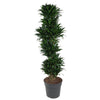 Dracaena Compacta als verzweigter Drachenbaum bringt mit ihrem schlanken Wuchs und dichten Laubwerk tropisches Flair in dein Zuhause.