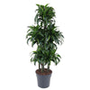 Dracaena Dorado Carrousel setzt mit ihren breiten, glänzenden Blättern tropische Akzente – eine luxuriöse XL Zimmerpflanze für stilvolle Wohnräume.
