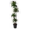Dracaena Dorado mit ihrem dichten, sattgrünen Blattwerk ist eine pflegeleichte XL Pflanze für moderne Wohnbereiche und Büros.
