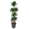 Dracaena Dorado als Drachenbaum Carrousel begeistert mit ihrem kompakten Wuchs und dekorativem Laub – eine ideale XL Pflanze für elegante Räume.