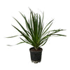 Kanarischer Drachenbaum (Dracaena Draco) – 100 cm hohe exotische Pflanze mit markantem Wuchs.