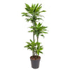 Dracaena Golden Coast begeistert mit ihrer schlanken Wuchsform und sattgrünen Blättern – eine zeitlose XL Pflanze für jedes Interieur.