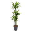 Dracaena Golden Coast als elegante XL Zimmerpflanze überzeugt mit ihren kontrastreichen Blättern und ihrem aufrechten Wuchs.