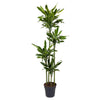 Dracaena Golden Coast mit ihrem gold-grünen Laub setzt stilvolle Akzente – eine pflegeleichte XL Pflanze für ein modernes Ambiente.