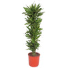 Dracaena Golden Coast 200 cm XXL – Tropische Zimmerpflanze mit leuchtenden Blättern. Verleiht Räumen ein modernes, frisches Ambiente.
