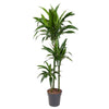 Dracaena Janet Craig als imposanter Drachenbaum bringt mit ihren glänzenden, breiten Blättern tropische Eleganz in dein Zuhause.