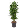 Drachenbaum (Dracaena Janet Lind) – 110 cm hohe pflegeleichte Zimmerpflanze für Innenräume.