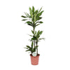Dracaena Janet Lind als Drachenbaum Carrousel fasziniert mit üppigem Blattwerk und natürlicher Ausstrahlung – eine perfekte XL Zimmerpflanze.
