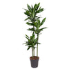 Dracaena Janet Craig als majestätischer Drachenbaum ist eine elegante XL Pflanze, die mit ihrem tiefgrünen Laub stilvolle Akzente setzt.