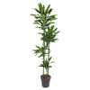 Dracaena Janet Lind 180 cm XXL – Robuste, pflegeleichte Pflanze mit üppigem, glänzendem Laub. Ideal für Innenräume.