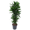 Dracaena Janet Lind als Carrousel-Variante besticht mit buschigem Wuchs und frischem Grün – eine elegante XL Pflanze für harmonische Raumgestaltung.