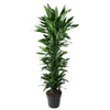 Dracaena Janet Lind mit ihrem dichten Wuchs und üppigem Laub ist eine pflegeleichte XL Pflanze für stilvolle Wohn- und Büroräume.