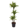 Dracaena Janet Lind als verzweigter Drachenbaum beeindruckt mit dichten, glänzend grünen Blättern – eine perfekte XL Zimmerpflanze für natürliche Eleganz.