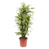 Dracaena Lemon Lime setzt mit ihren frischen, hellgrünen Blättern lebendige Akzente – eine moderne XL Pflanze für stilvolle Raumgestaltung.
