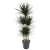 Dracaena Magenta fasziniert mit farblich intensiven Blättern und schmalem Wuchs – eine tropische XL Pflanze für ein stilvolles Zuhause.