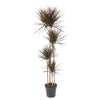 Dracaena Magenta 180 cm XXL – Elegante Zimmerpflanze mit rötlichen Blattspitzen. Verleiht Räumen eine exotische Note.