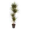 Dracaena Marginata als klassischer Drachenbaum überzeugt mit ihrem eleganten Wuchs und rötlich-grünen Blättern – eine zeitlose XL Pflanze.