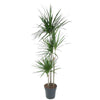 Dracaena Magenta Carrousel beeindruckt mit intensiv gefärbtem Laub in dunklem Grün und Magenta-Tönen – eine exotische XL Pflanze für moderne Innenräume.