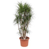 Dracaena Marginata 210 cm XXL – Schlanker Drachenbaum mit schmalen, rötlich-grünen Blättern. Ideal für minimalistische Wohnkonzepte.