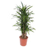 Dracaena Riki überzeugt mit schmalem, buschigem Wuchs und lebendigem Grün – eine pflegeleichte XL Zimmerpflanze für stilvolle Raumgestaltung.