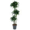 Dracaena Tatuade begeistert mit dunkelgrünen Blättern und schlankem Wuchs – eine exotische XL Pflanze für Büro und Wohnbereich.