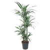 Dracaena Warneckei als XL Drachenbaum ist eine imposante Zimmerpflanze mit schmalen, dekorativ gemusterten Blättern.