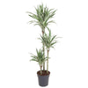 Dracaena White Stripe beeindruckt mit langen, schmalen Blättern mit weißen Streifen – eine moderne XL Pflanze für elegante Wohnräume.