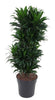 Drachenbaum (Dracaena Compacta) – 100 cm hohe kompakte Zimmerpflanze mit elegantem Wuchs.
