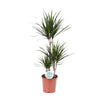 Drachenbaum (Dracaena Marginata) – 115 cm hohe luftreinigende Pflanze für Innenräume, pflegeleicht und dekorativ.