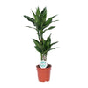 Drachenbaum (Dracaena Janet Lind) – 70 cm hohe pflegeleichte Zimmerpflanze mit schmalen Blättern.